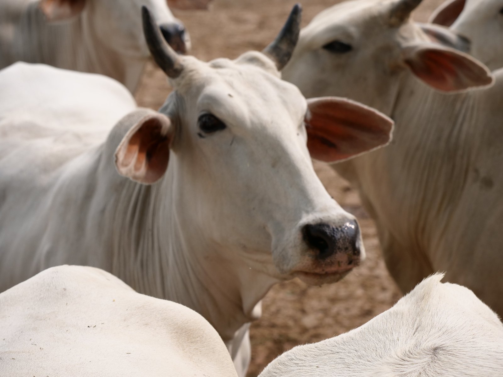  244 Gopashtami Radha kunda Govardhan 19.11.04